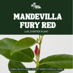 Mandevilla Fury Red plant, photo 3