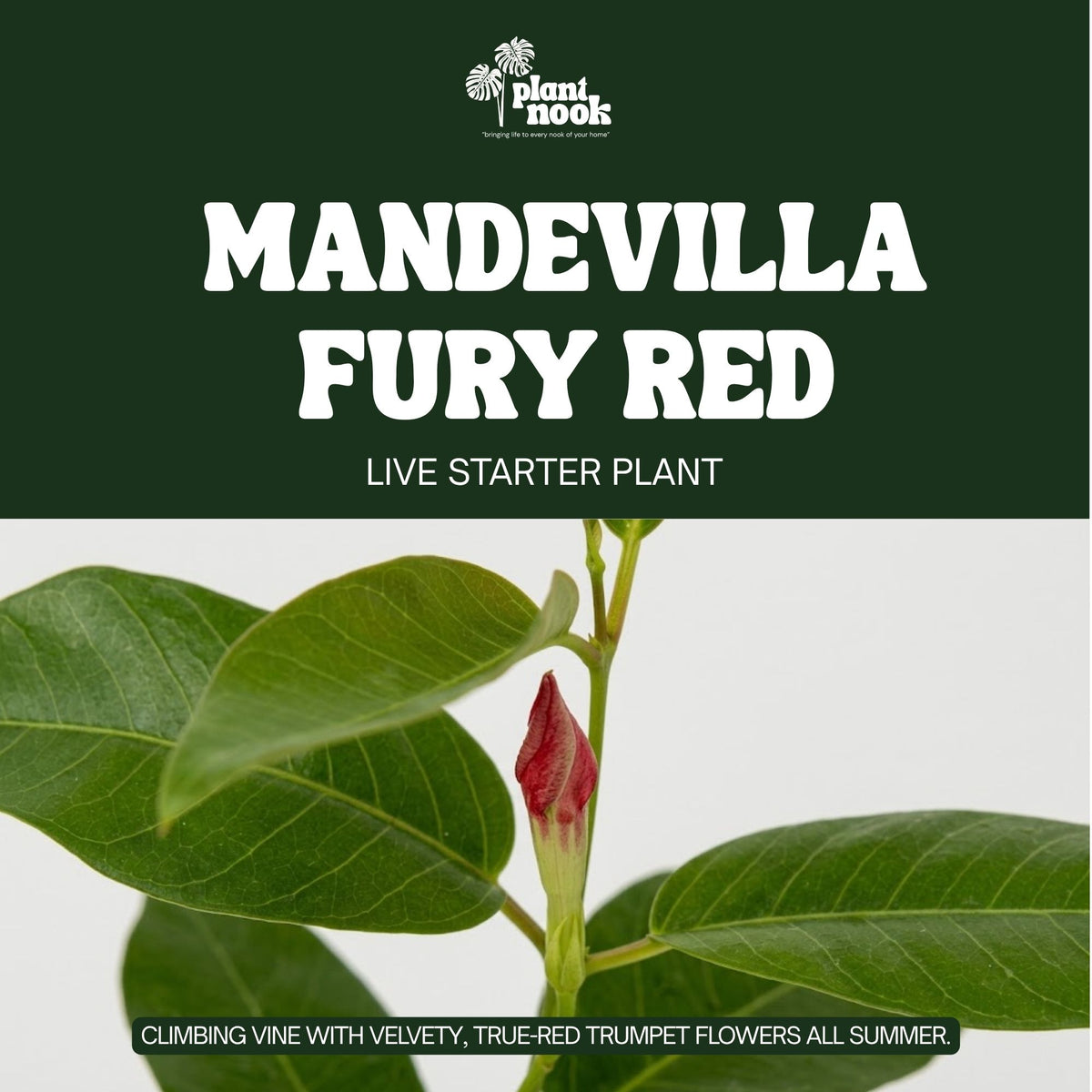 Mandevilla Fury Red plant, photo 3