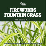 Fireworks Fountain Grass plant, photo 3