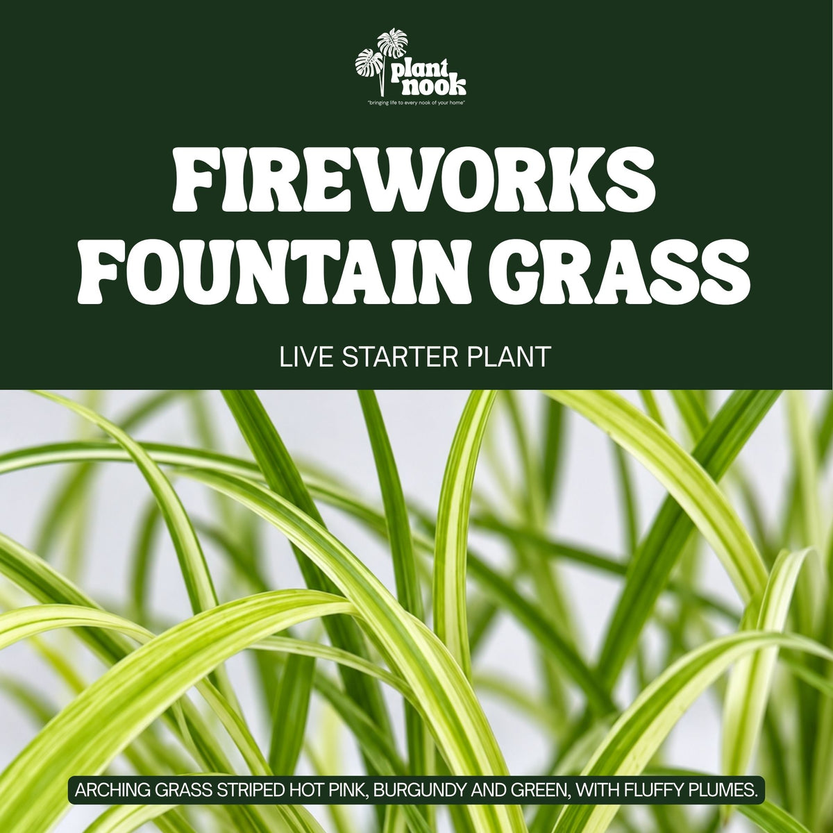 Fireworks Fountain Grass plant, photo 3