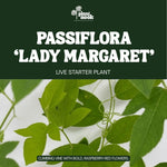 Passiflora Lady Margaret plant, photo 3