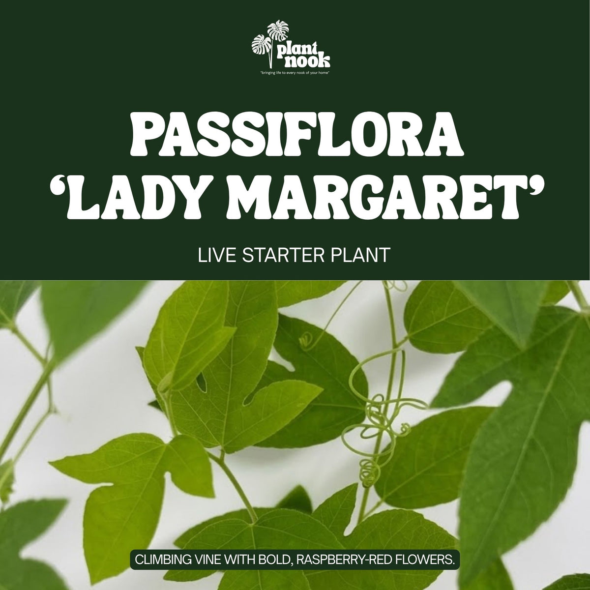 Passiflora Lady Margaret plant, photo 3
