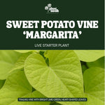 Sweet Potato Vine Margarita plant, photo 3