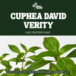 Cuphea David Verity plant, photo 3
