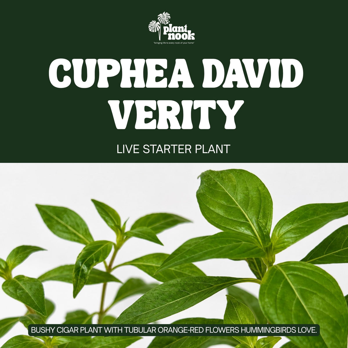 Cuphea David Verity plant, photo 3