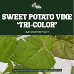 Sweet Potato Vine Tri-Color plant, photo 3