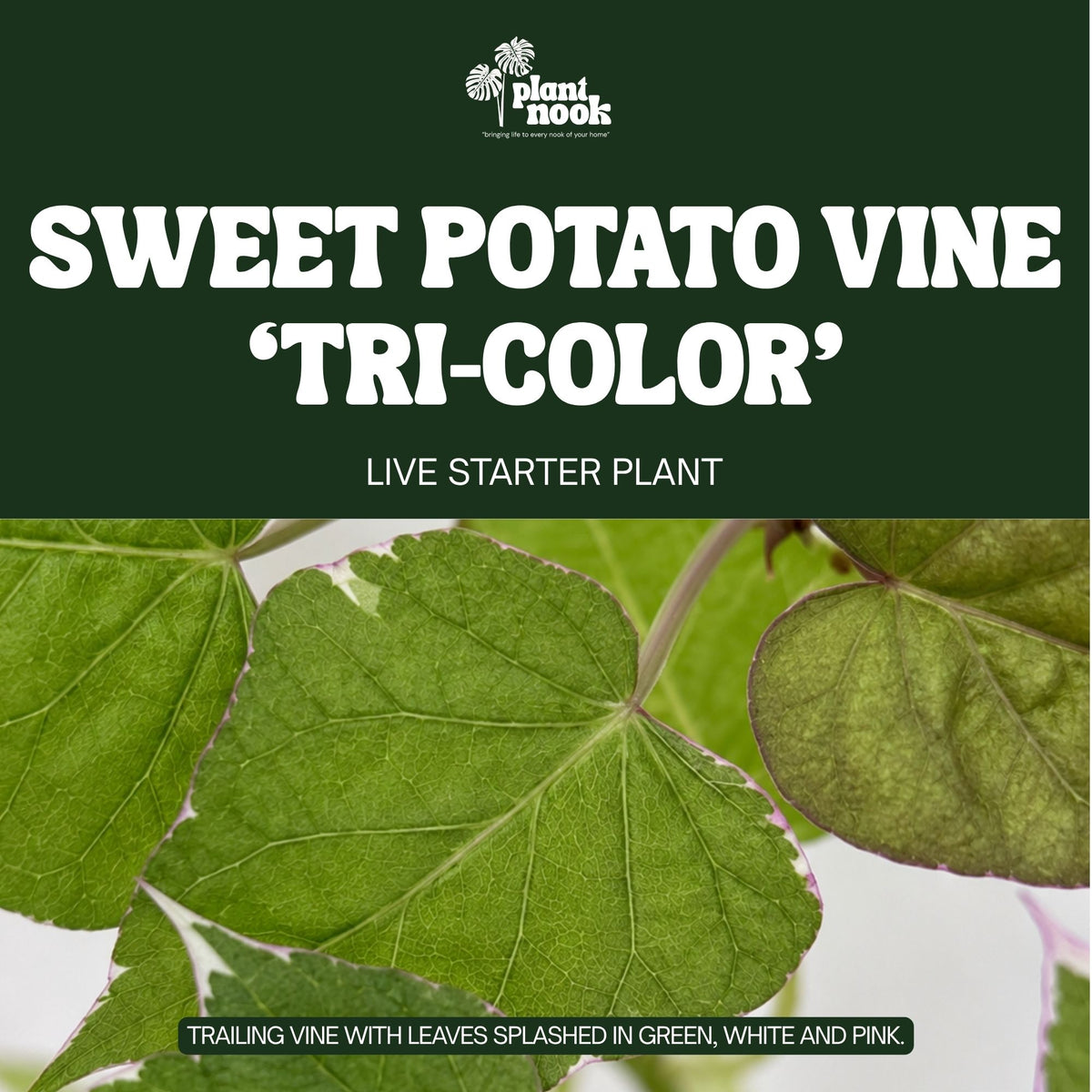 Sweet Potato Vine Tri-Color plant, photo 3