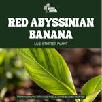 Red Abyssinian Banana (Ensete maurelii) plant, photo 2