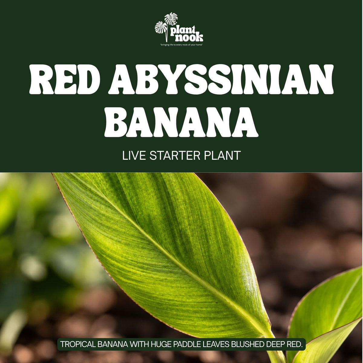 Red Abyssinian Banana (Ensete maurelii) plant, photo 2