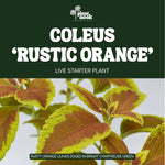 Coleus Rustic Orange plant, photo 3