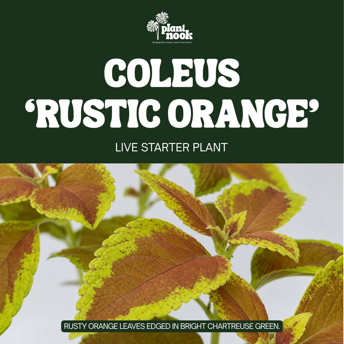 Coleus Rustic Orange plant, photo 3