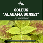 Coleus Alabama Sunset plant, photo 3