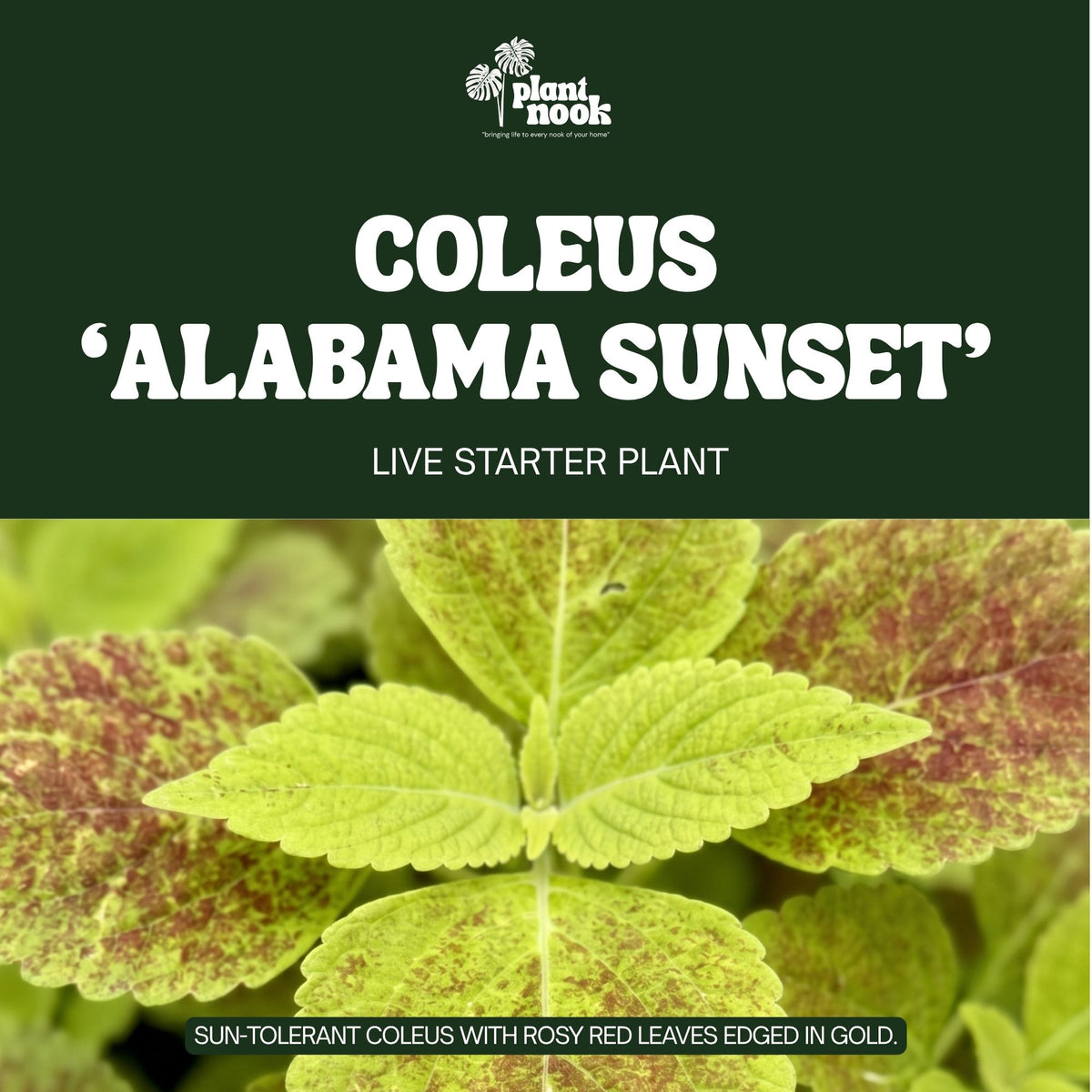 Coleus Alabama Sunset plant, photo 3