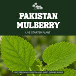 Pakistan Mulberry plant, photo 2