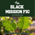 Black Mission Fig Tree plant, photo 3
