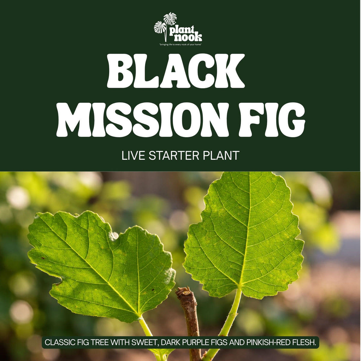 Black Mission Fig Tree plant, photo 3