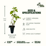 Lantana Tangerine plant, photo 2