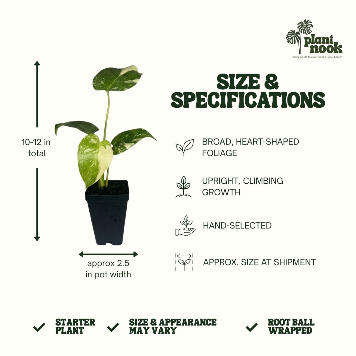 Thai Constellation Monstera (Monstera deliciosa) plant, photo 2