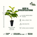 Peanut Tree plant, photo 4