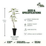 Cuphea David Verity plant, photo 4