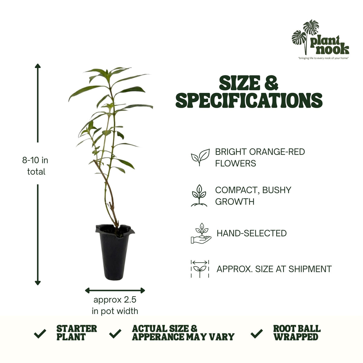 Cuphea David Verity plant, photo 4