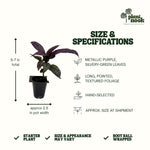 Persian Shield Strobilanthes plant, photo 4