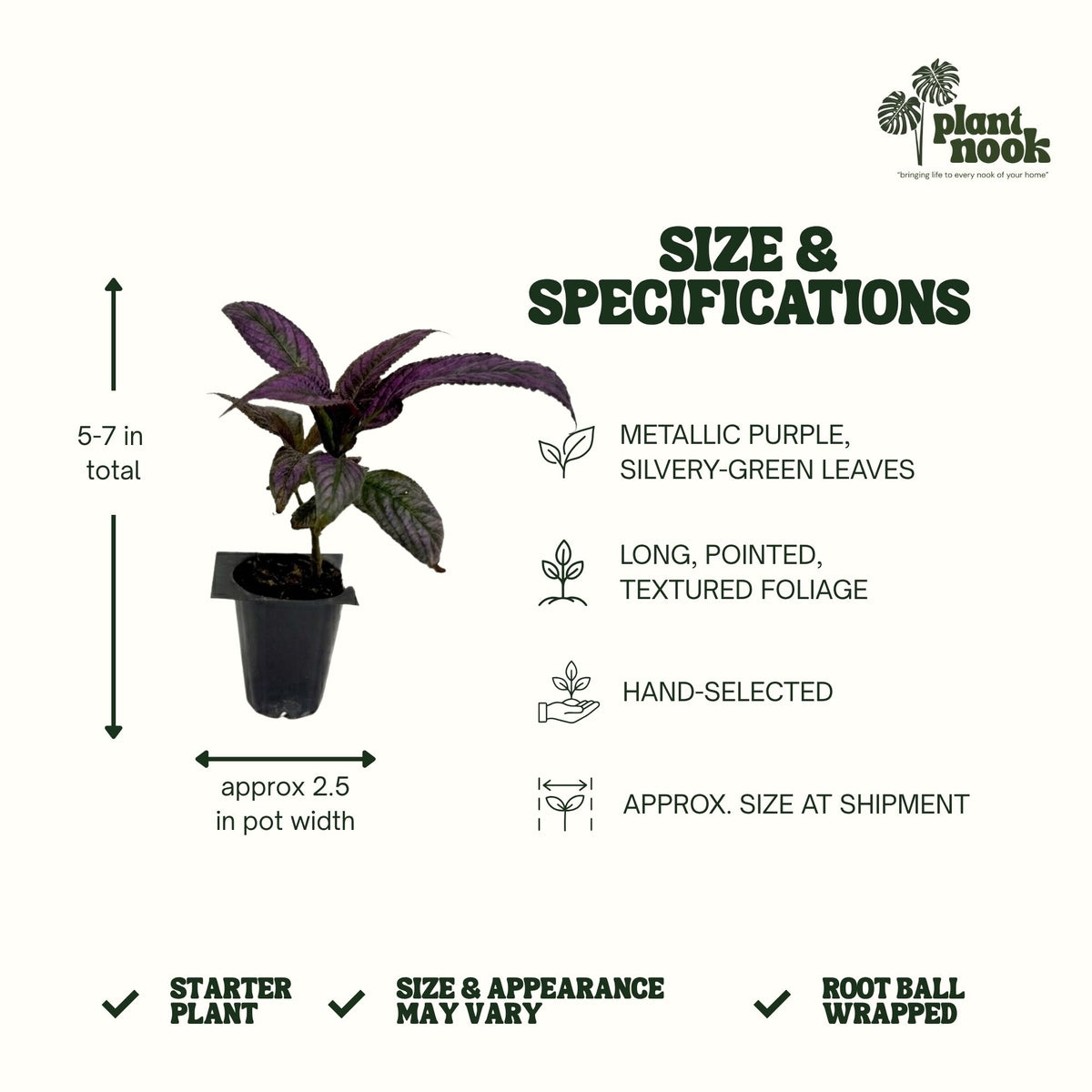 Persian Shield Strobilanthes plant, photo 4