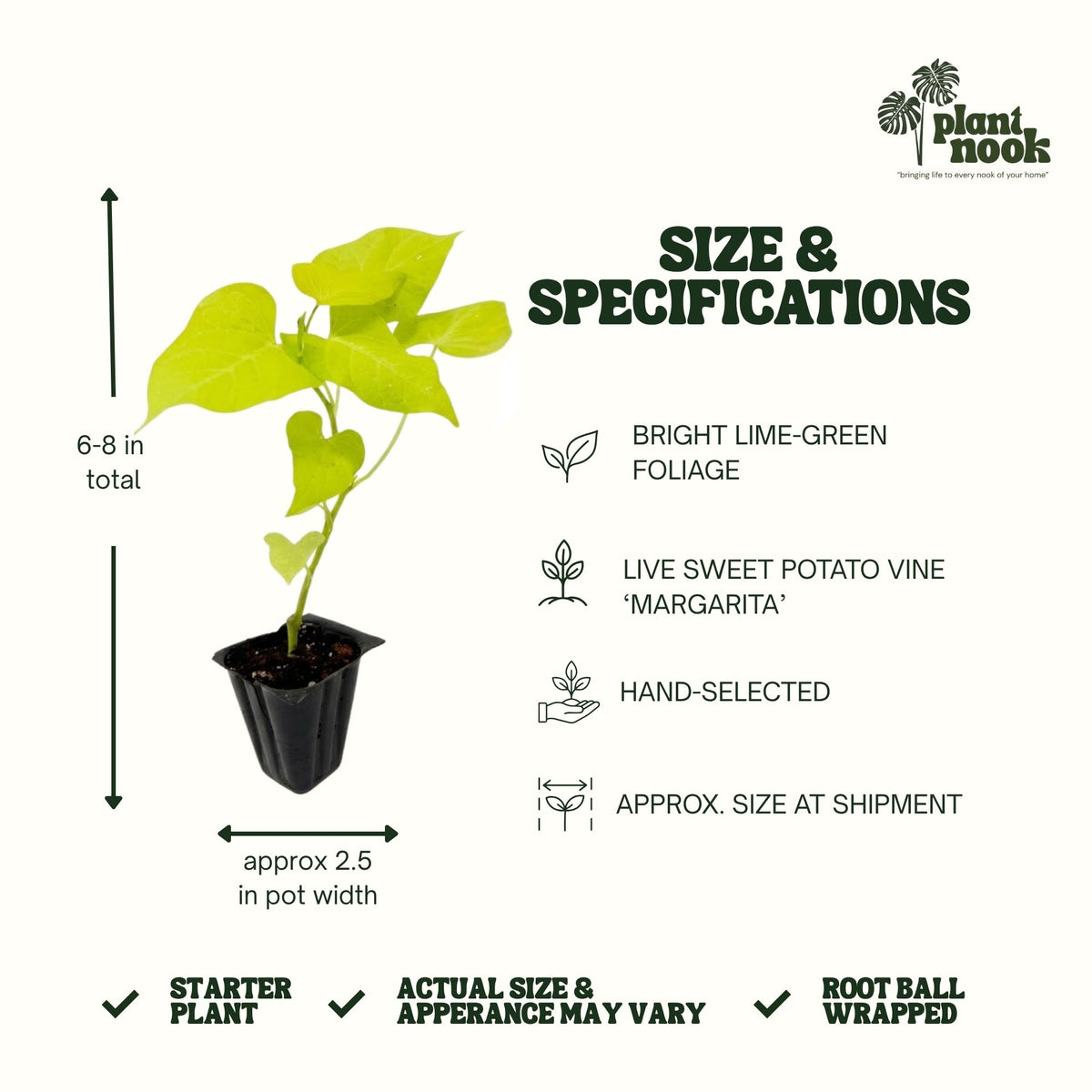 Sweet Potato Vine Margarita plant, photo 4