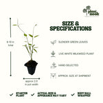 White Vining Milkweed plant, photo 4