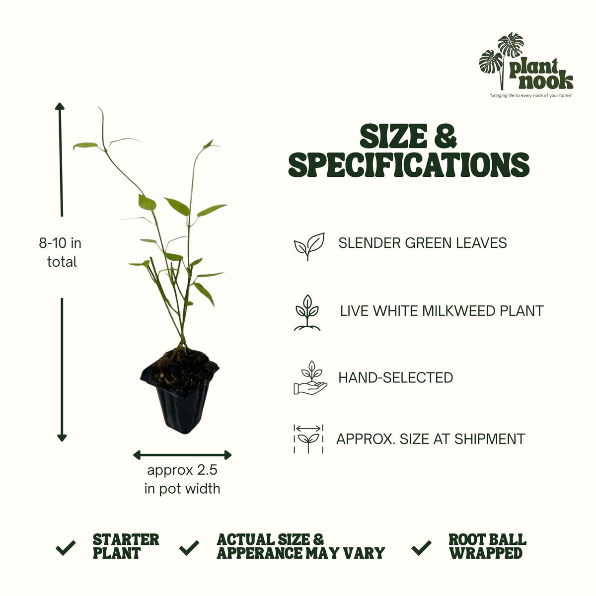 White Vining Milkweed plant, photo 4