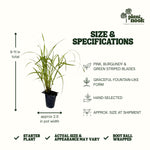 Fireworks Fountain Grass plant, photo 4