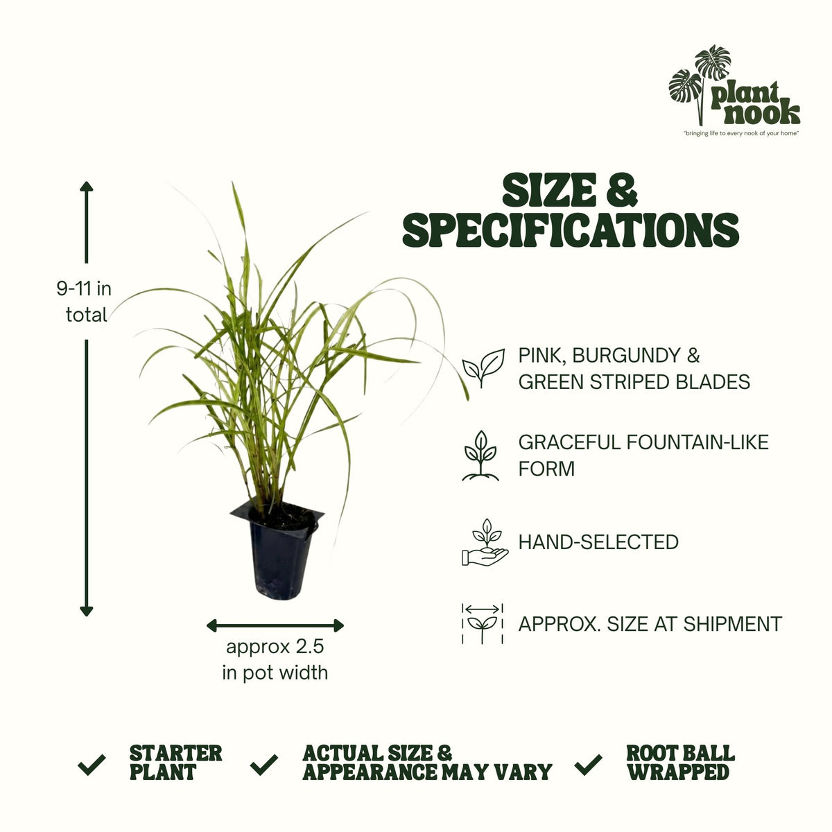 Fireworks Fountain Grass plant, photo 4
