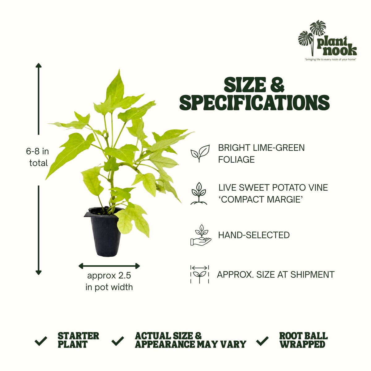 Sweet Potato Vine Compact Margie plant, photo 4