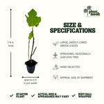 Black Mission Fig Tree plant, photo 4