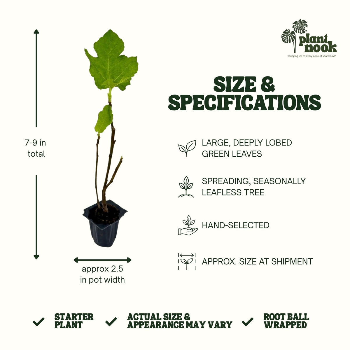Black Mission Fig Tree plant, photo 4