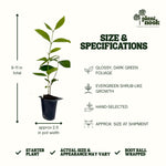 Strawberry Guava plant, photo 3
