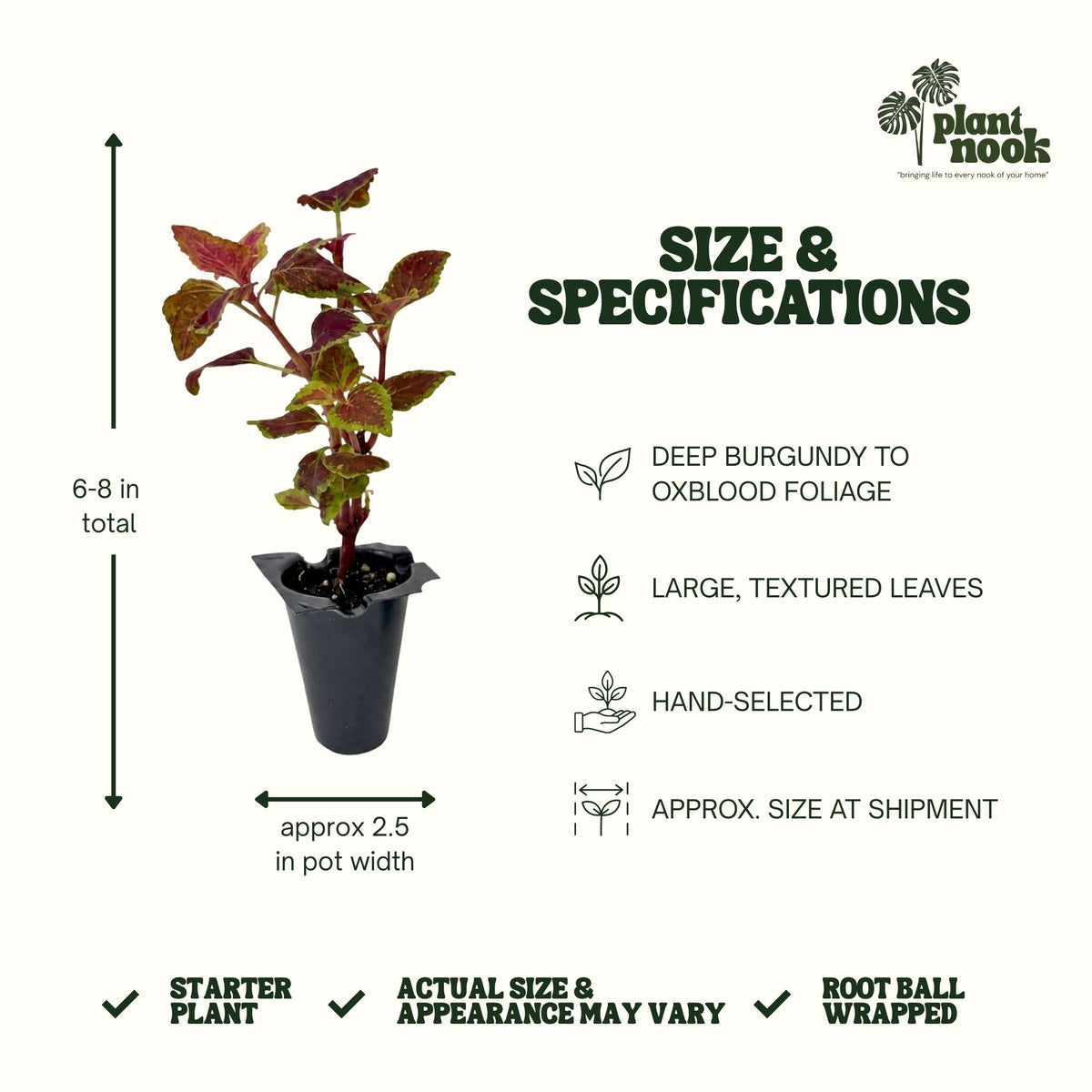 Coleus Ox Blood plant, photo 4