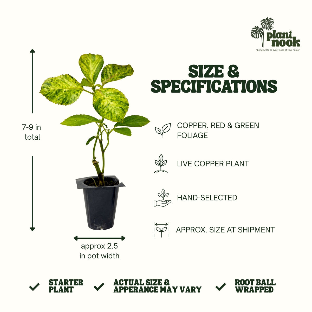 Magilla Perilla plant, photo 4