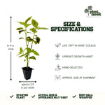 Coleus Dipt in Wine plant, photo 4