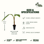 Red Cuban Banana plant, photo 4