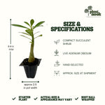 Pink Desert Rose (Adenium obesum) plant, photo 4