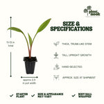 Red Abyssinian Banana (Ensete maurelii) plant, photo 3