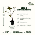 Sweet Potato Vine Blackie plant, photo 4