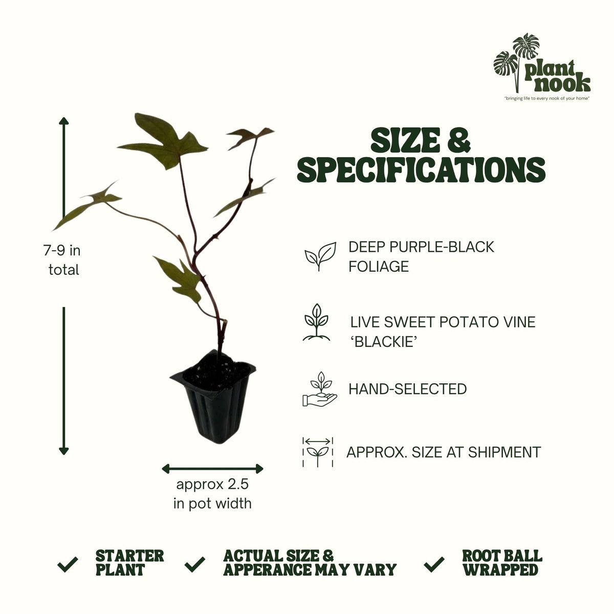 Sweet Potato Vine Blackie plant, photo 4