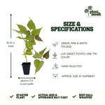 Sweet Potato Vine Tri-Color plant, photo 4