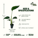 White Bird of Paradise plant, photo 4