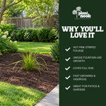 Fireworks Fountain Grass plant, photo 5