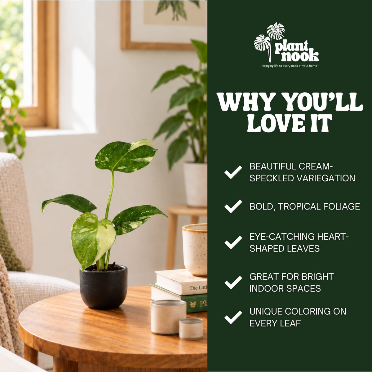 Thai Constellation Monstera (Monstera deliciosa) plant, photo 5