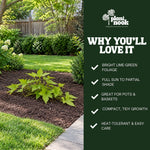 Sweet Potato Vine Compact Margie plant, photo 5