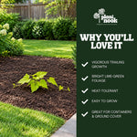 Sweet Potato Vine Margarita plant, photo 5